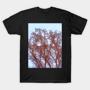 Tulip Tree in Winter Sunset T-Shirt